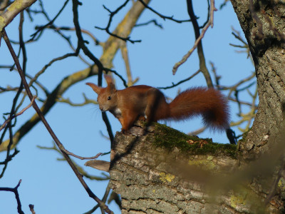 2020-12-19 Eichhörnchen 1.jpg