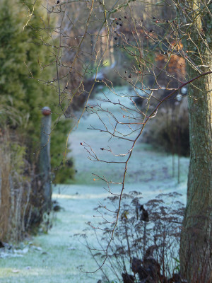 2020-12-19 Gartenimpressionen 1.jpg