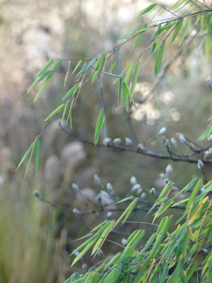 2020-12-19 Gartenimpressionen 2.jpg