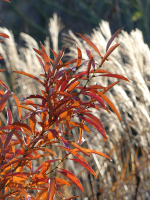 2020-12-19 Gartenimpressionen 3.jpg