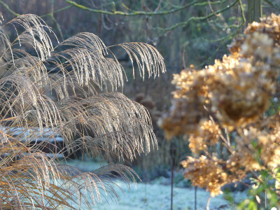 2020-12-19 Gartenimpressionen 5.jpg
