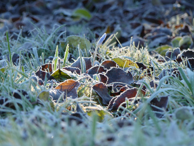 2020-12-19 Gartenimpressionen 6.jpg