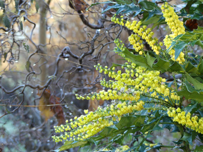 2020-12-19 Gartenimpressionen 8.jpg