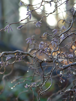 2020-12-19 Gartenimpressionen 9.jpg
