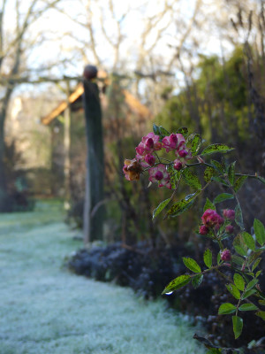 2020-12-19 Gartenimpressionen 10.jpg