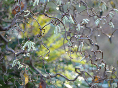 2020-12-19 Gartenimpressionen 11.jpg