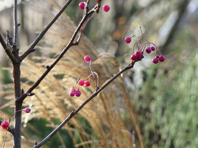 2020-12-19 Gartenimpressionen 12.jpg