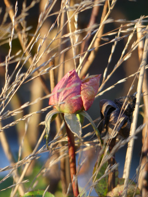 2020-12-19 Gartenimpressionen 13.jpg