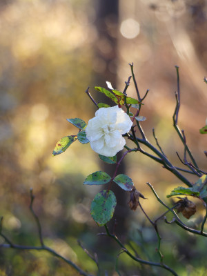 2020-12-19 Gartenimpressionen 14.jpg