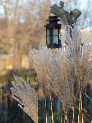 2020-12-19 Gartenimpressionen 15.jpg