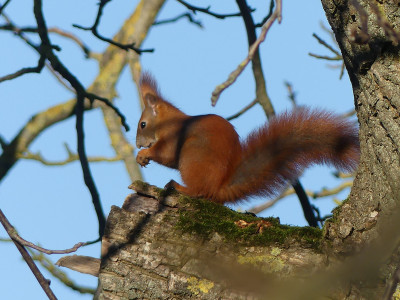 2020-12-19 Eichhörnchen 3.jpg