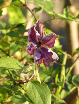 2020-12-19 Clematis.jpg