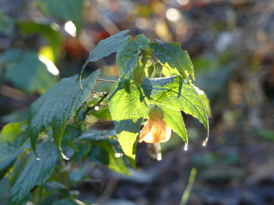 2020-12-19 Abutilon.jpg