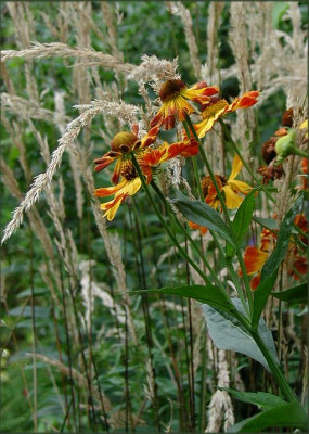 Helenium_mm.JPG