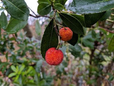 IMG_20201222_134032.jpg