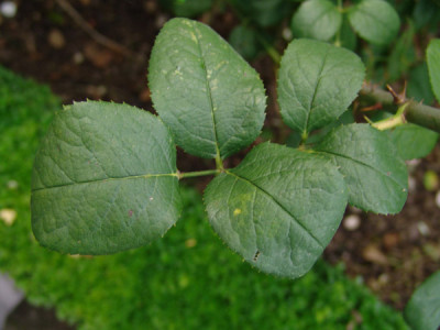 detail_Blatt_oben.jpg