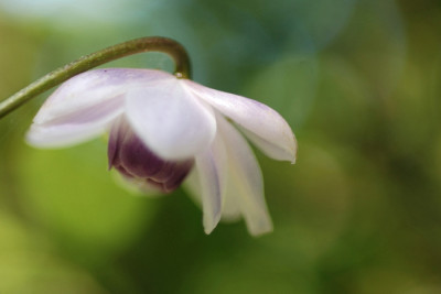 Juli-Anemonopsis-k.jpg