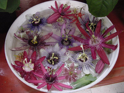 passiflorablueten_1.jpg