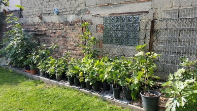 Jungfeigen im Garten.jpg