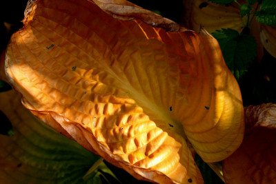 St_Hosta161907.jpg