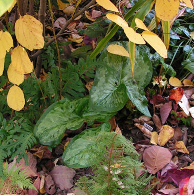 Arum019.jpg