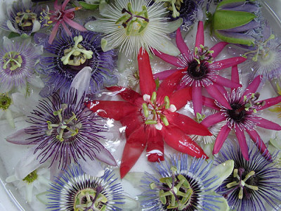 passiflorablueten_3.jpg
