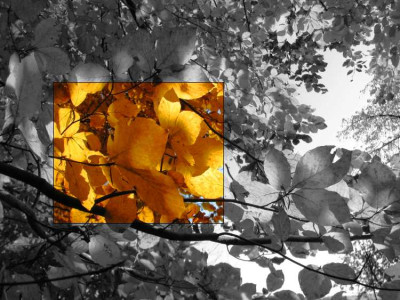 BAUM_II_SW_CO.jpg