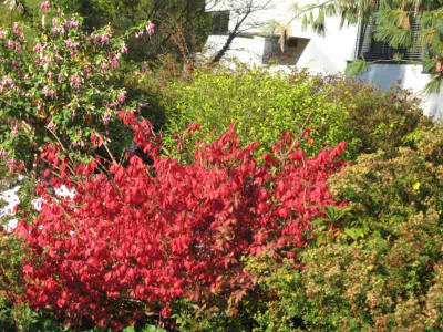 IMG_3027c.jpg_Euonymus.jpg