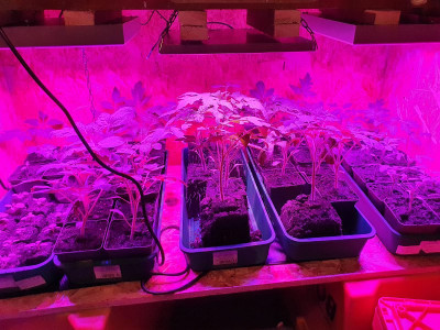 Tomaten LED.jpg