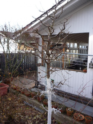 Säulenpflaume Yellow Star_27.12.2020 (2).JPG