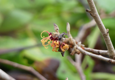 2020-12-26 Hamamelis 'Robert' 1.jpg