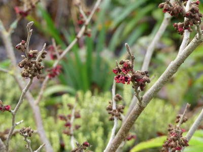 2020-12-26 Hamamelis 'Old Copper'.jpg