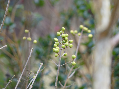 2020-12-26 Ligustrum v. 'Chlorocarpum'.jpg