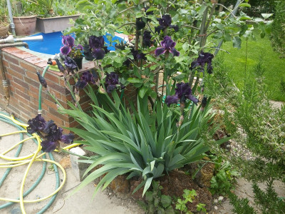 Iris 200509.jpg