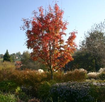 Sorbus_commixta_Carmencita_2.JPG