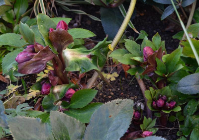 Helleborus-IceNRoses.Red.20-2.jpg
