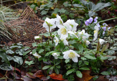 Helleborus_niger-ChristmasCarol.20-2.jpg