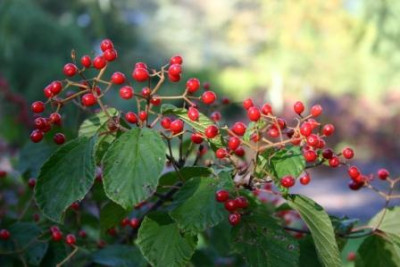 Viburnum_dilatatum_x_lobophyllum_Oneida.JPG