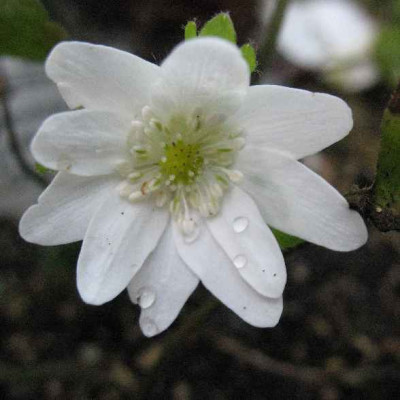 IMG__Hepatica_trass._Toby_2106.JPG