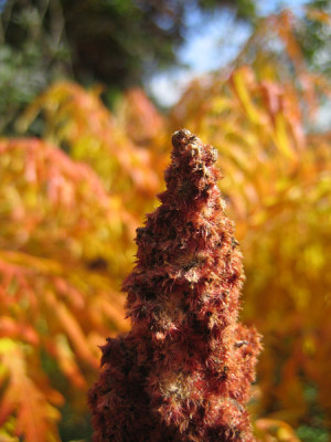 Rhus_hirta_8661.jpg