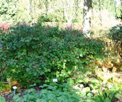Viburnum_dilatatum_x_lobophyllum_Oneide_Strauch.JPG