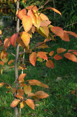 Carpinus-caroliniana-2007-10-17a.jpg