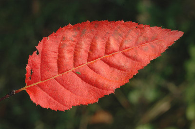 Carpinus-caroliniana-2007-10-17b.jpg
