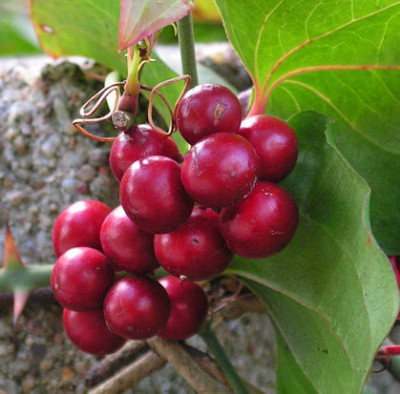 Smilax_excelsa_027.jpg