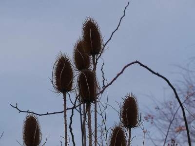 P1000016.jpg