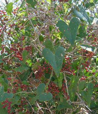 DSCN9742_smilax_aspera_kl.jpg