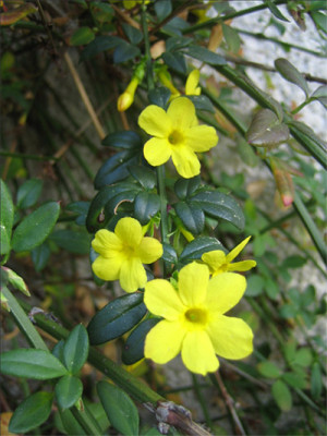 Jasminum_nudifl_okt.jpg