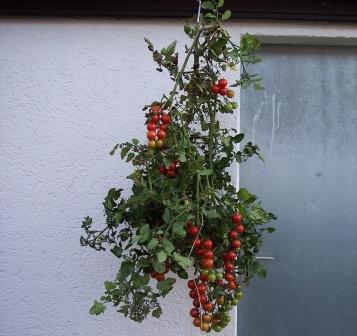 Tomatenernte_17.Okt.2007_Philovita_F1_Freiland_1.JPG