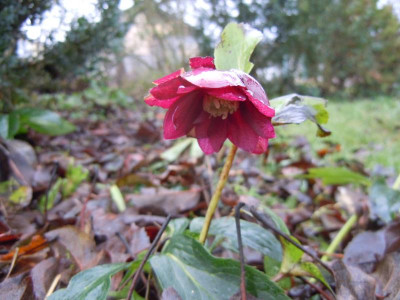 DSCN0508.JPG