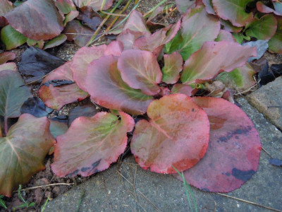 DSCN0529.JPG
